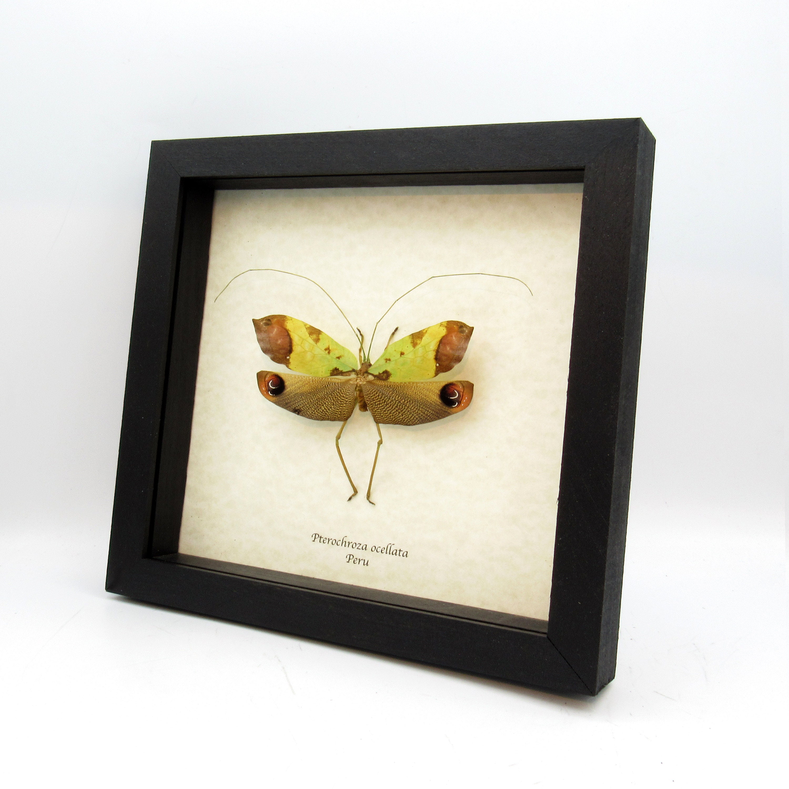 T*R様 珍品 キリギリス標本 T*R様 珍品 キリギリス標本