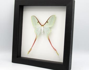 Rara polilla lunar china XL enmarcada - Actias dubernardi - hembra