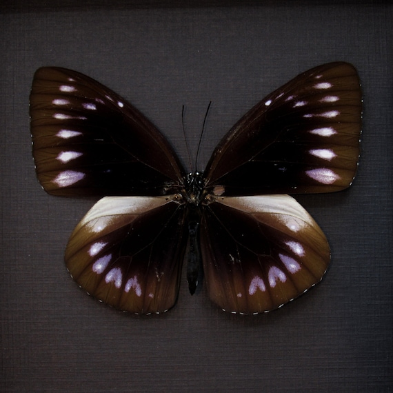 本物のキングクロウ蝶の額入り剥製 - Euploea westwoodi bangkaiensis