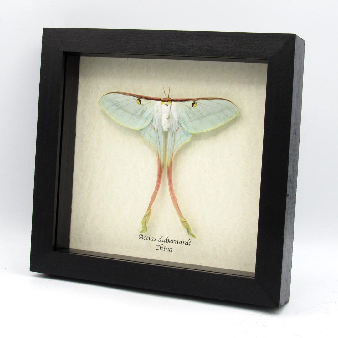 Rare Chinese Moon Moth Framed Taxidermy - Actias Dubernardi - Female ...
