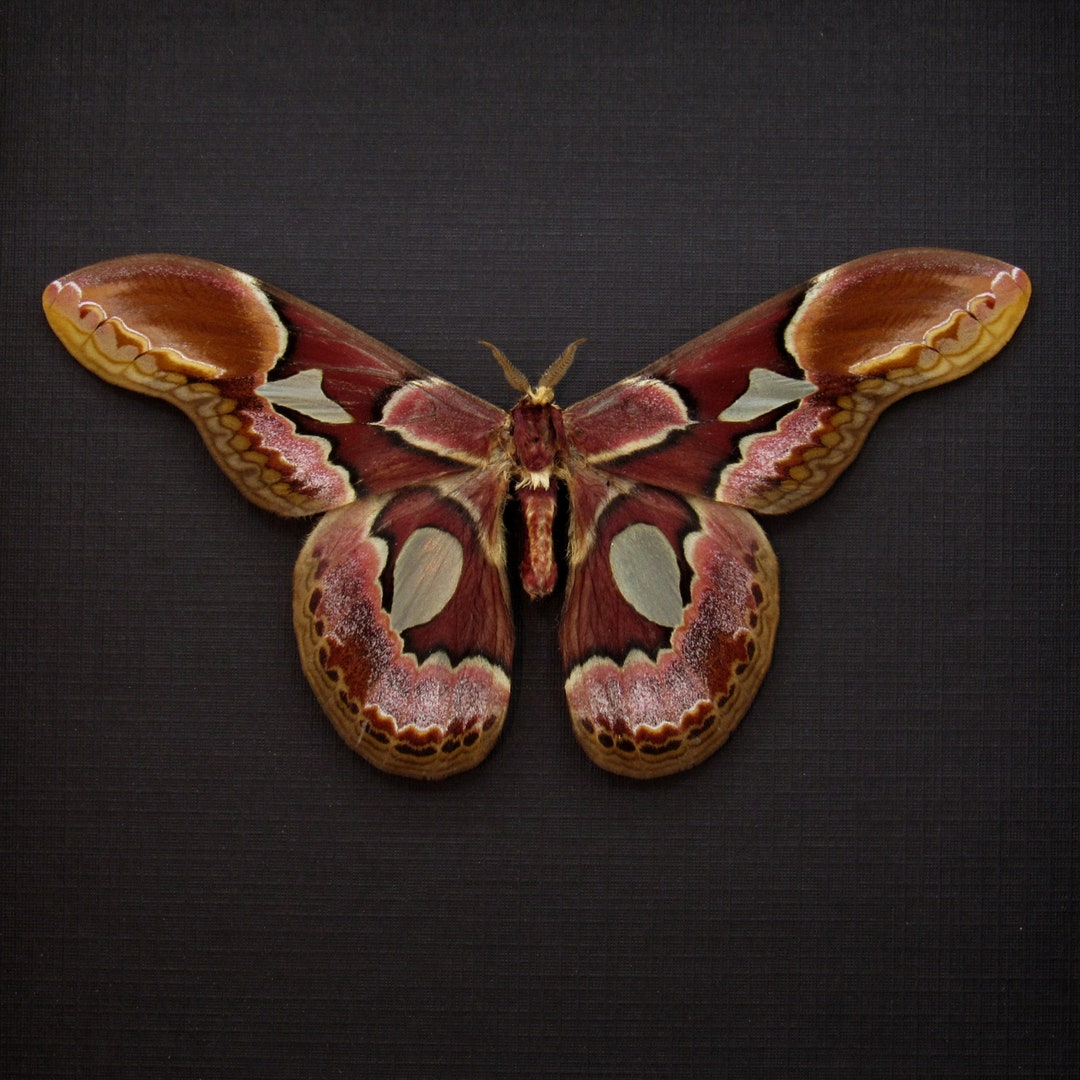 Real Rothschild's Silk Moth Framed Taxidermy - Etsy