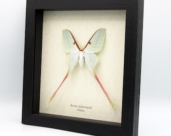 Rara polilla lunar china XL enmarcada - Actias dubernardi - hembra