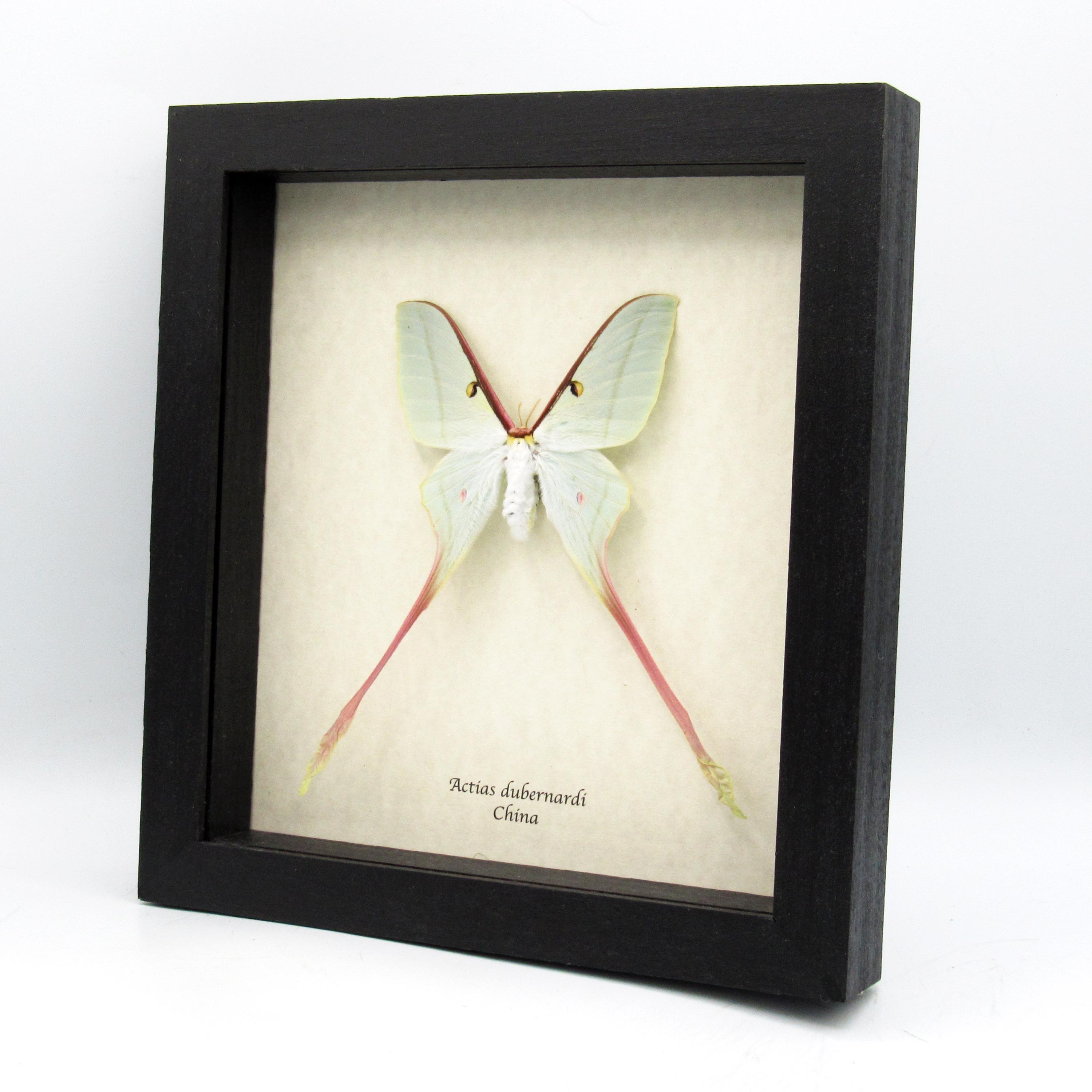 Actias dubernardi - Etsy 日本