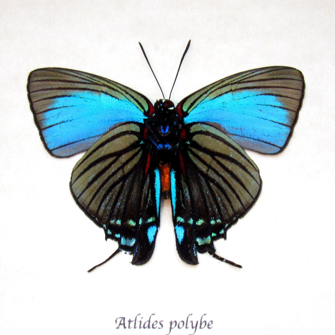 本物の珍しい蝶の剥製 - Atlides polybe - Etsy 日本