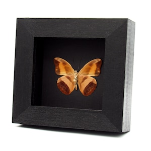 Real butterfly framed specimen - Catonephele antinoe