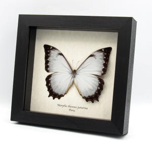 リクエスト品　専用　白色のテセウスモルフォ Morpho theseus - Etsy 日本