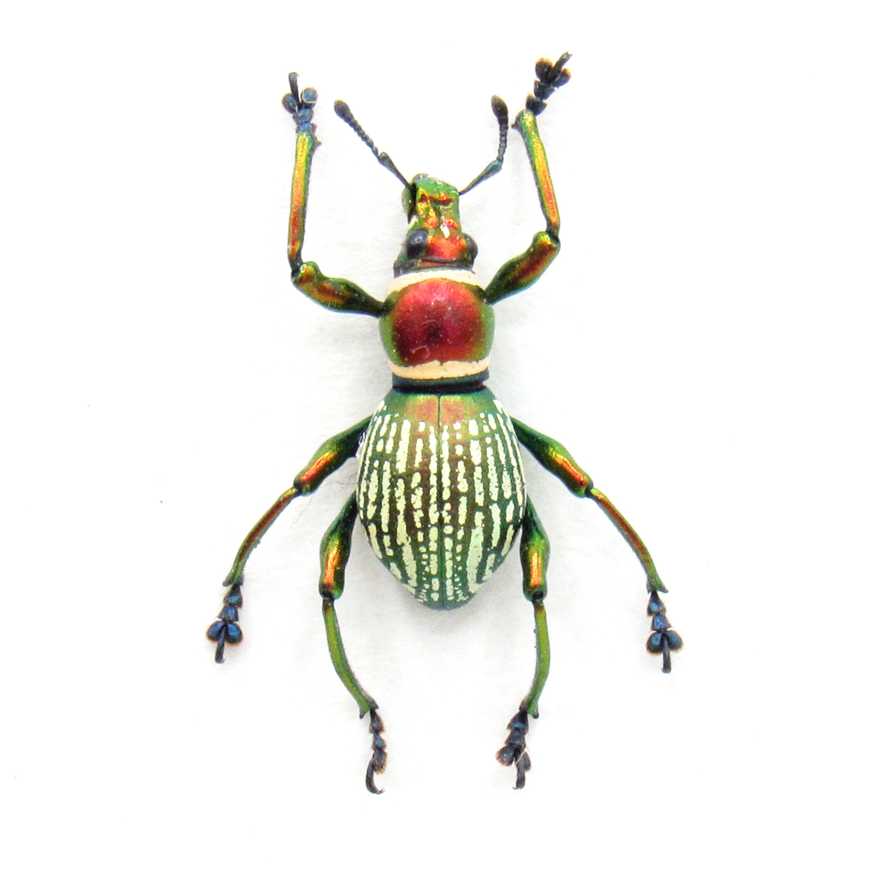 本物のメタリックレッドゾウムシの額入り標本 - Pachyrhynchus 種