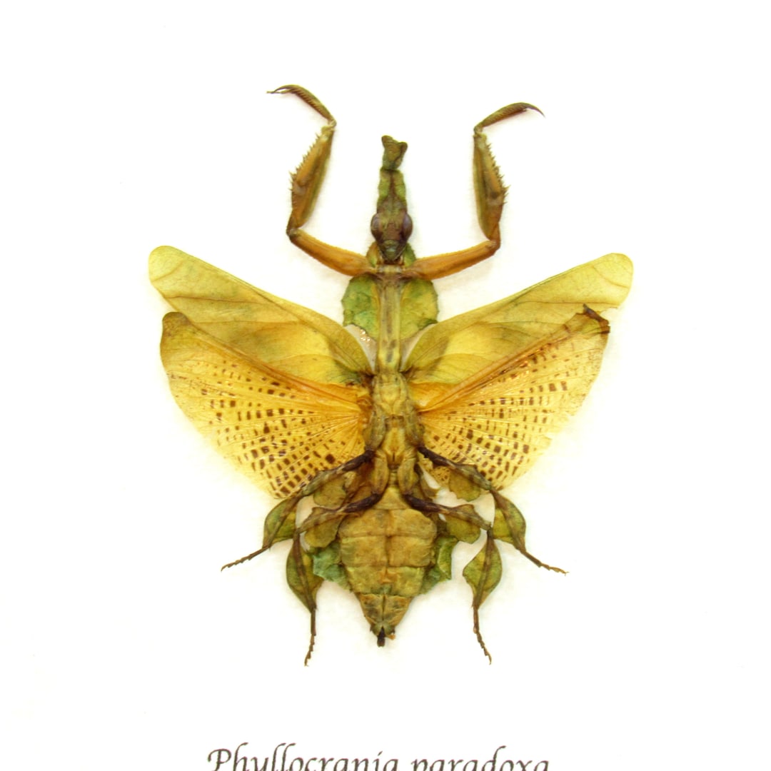 珍しいゴーストマンティスの額入り剥製 - Phyllocrania paradoxa