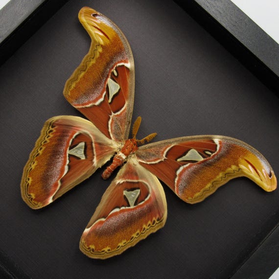 本物の巨大アトラス蛾の額入り標本 - Attacus atlas - Etsy 日本