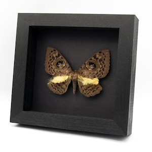 May include: A framed butterfly specimen. The butterfly has brown wings with eye-like markings and yellow accents. The frame is black and square, set against a black background.