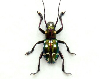 Puede incluir: Primer plano de un escarabajo colorido con un cuerpo verde y dorado metálico, adornado con puntos blancos. El escarabajo tiene largas antenas y seis patas oscuras. El insecto se encuentra sobre un fondo blanco liso.