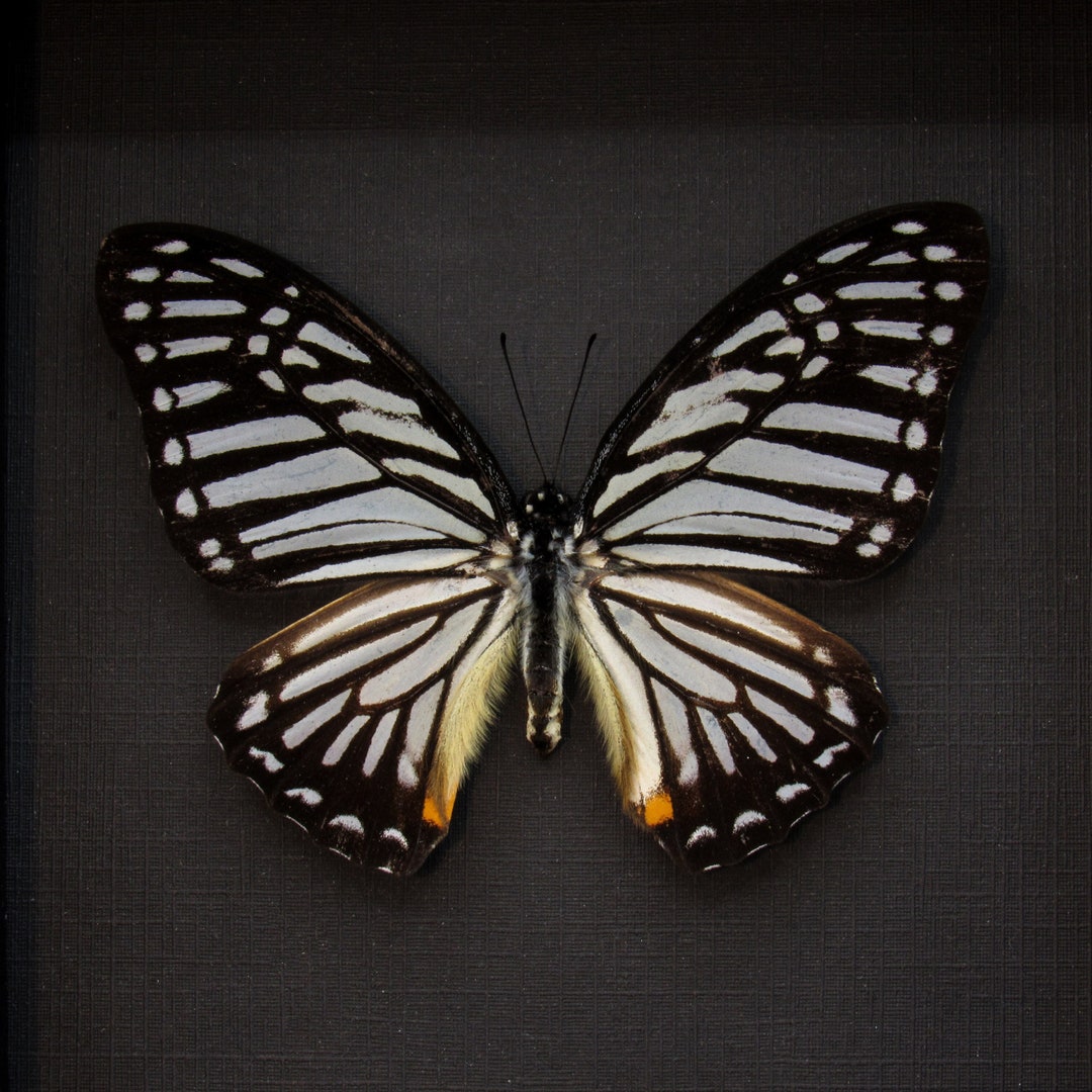 Real Great Zebra Butterfly Framed Taxidermy - Graphium Xenocles - Etsy