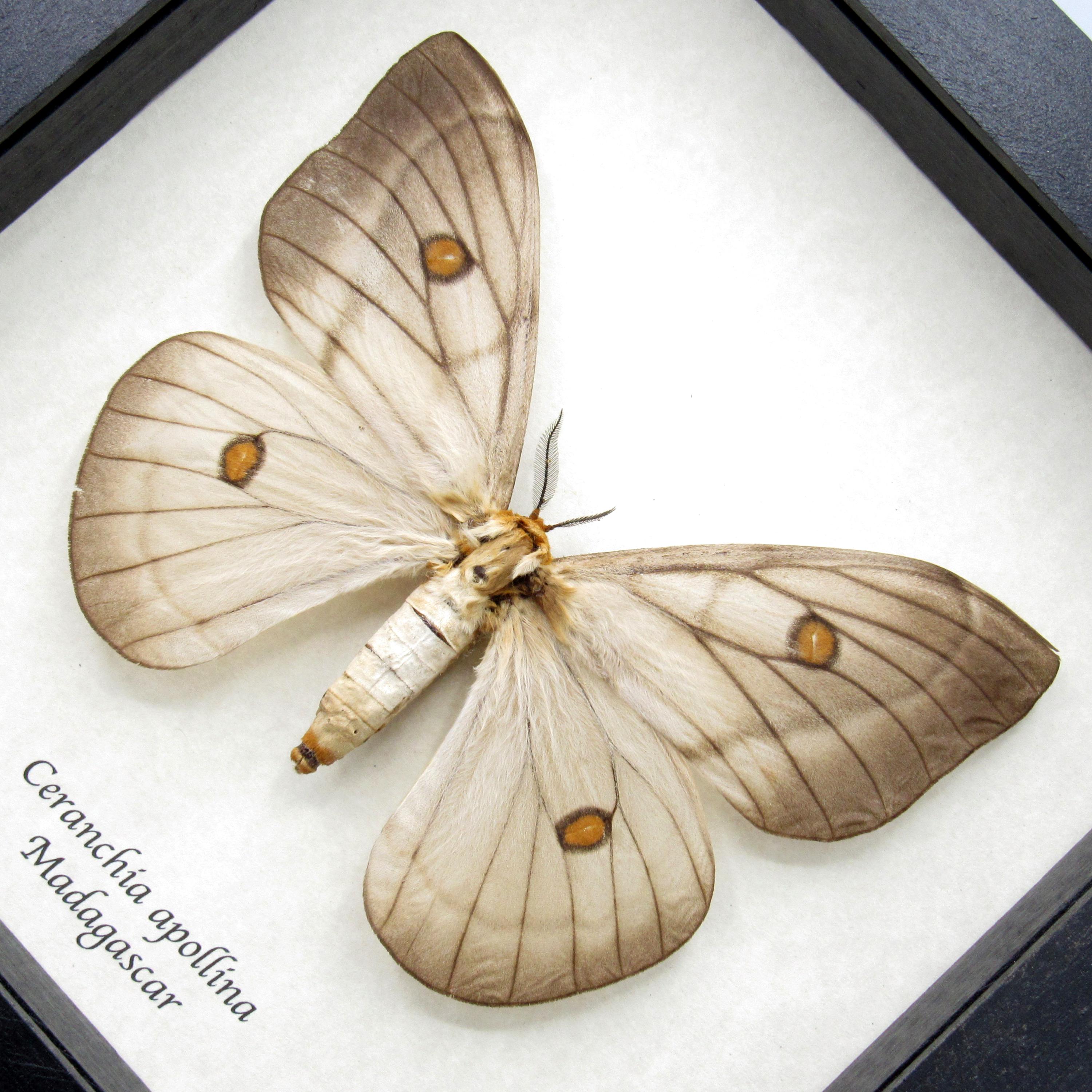 標本 Ceranchia apollina 116mm 140mm very big Giant Ghostly Silk Moth Ceranchia Apollina FAMALE Framed