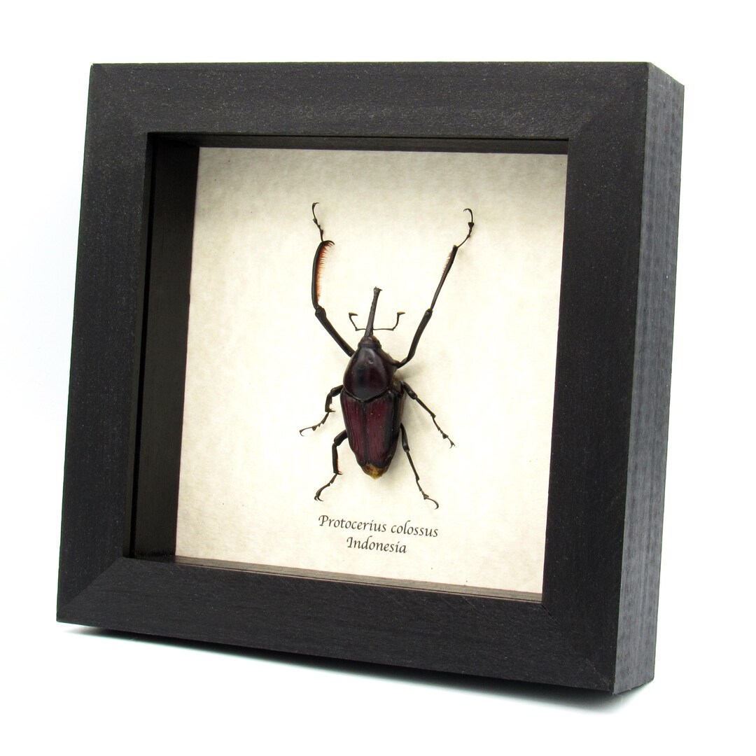Real Giant Weevil Beetle Framed Taxidermy - Protocerius Colossus
