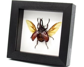 Vero scarabeo rinoceronte con cornice tassidermica - Xylotrupes gideon