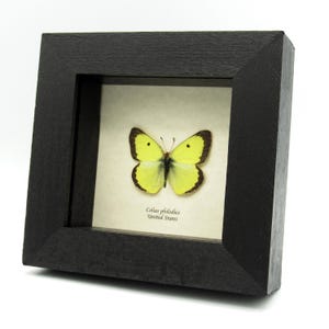 May include: A framed butterfly specimen, a Colias philodice, from the United States. The butterfly is yellow with black markings and is displayed on a white background.