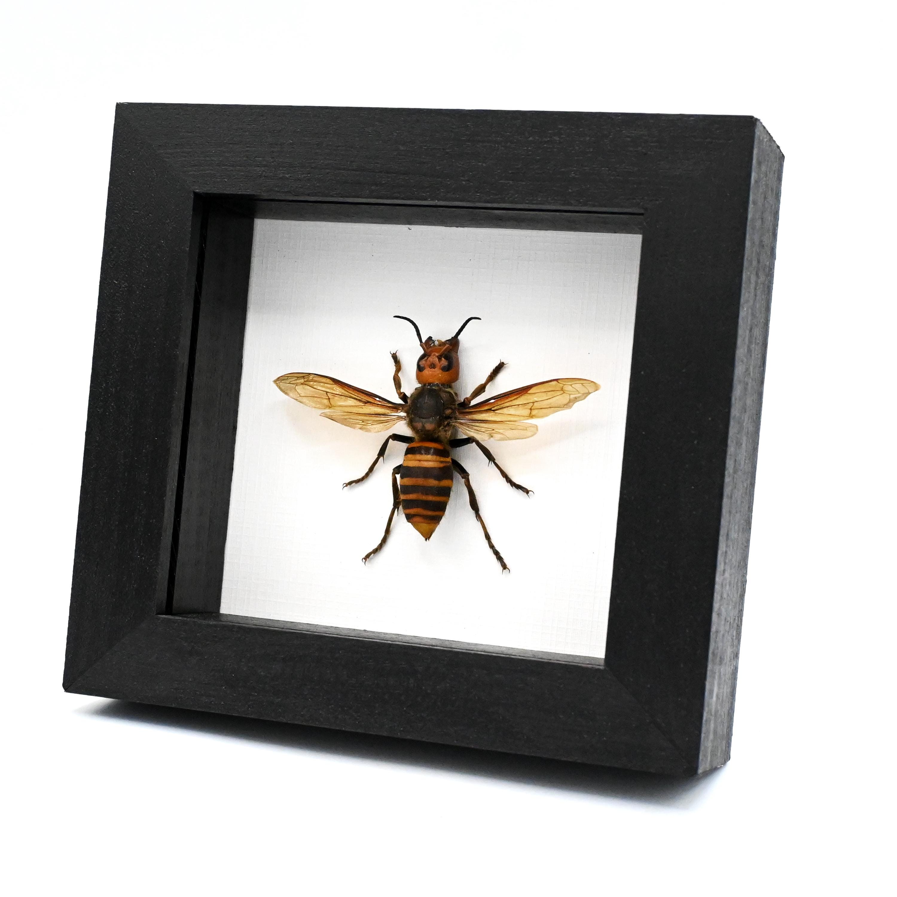 Real Giant Queen Murder Hornet Framed Taxidermy - Vespa Mandarinia