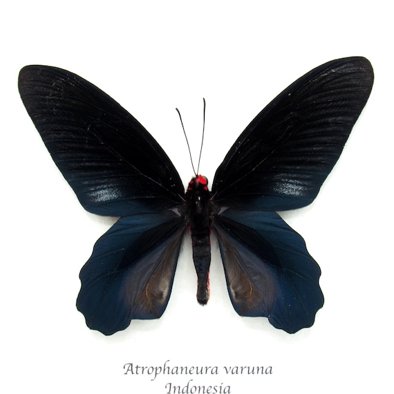 Real Black Batwing Butterfly Framed Taxidermy - Atrophaneura