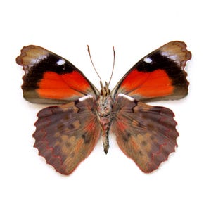 Real red butterfly framed specimen - Perisama cecidas