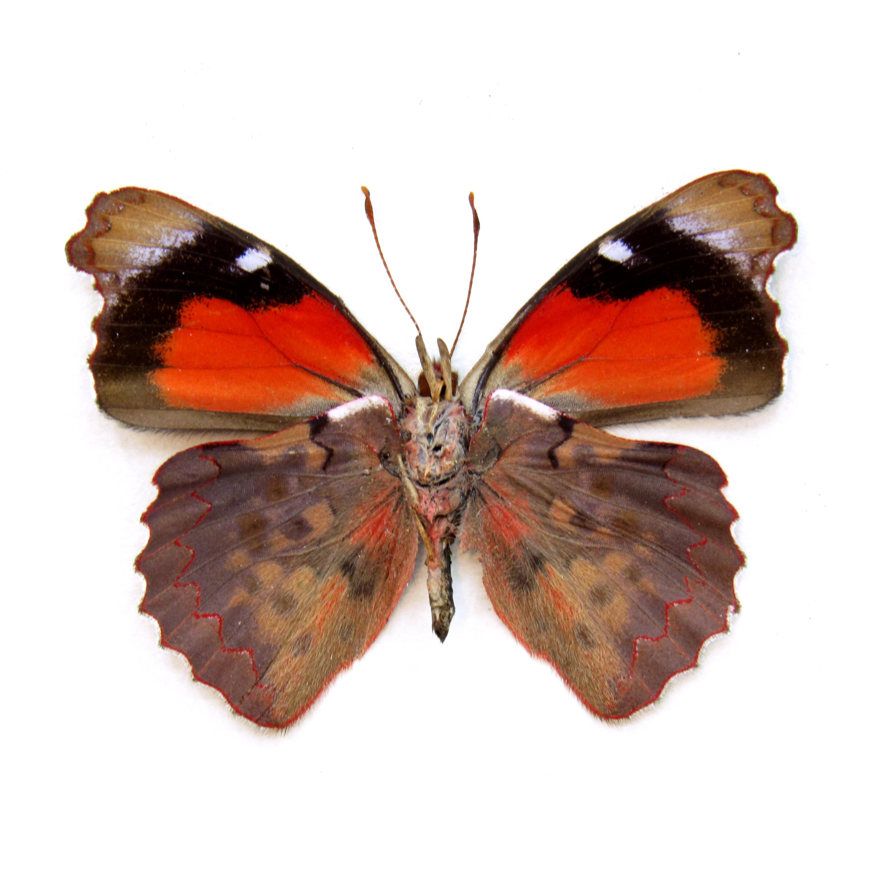 NirWa Farfalla Vera In Cornice - Decorazione Naturale Per Casa, Ufficio O Regalo - Esemplare Reale Con Cornice In Legno - Foto 2