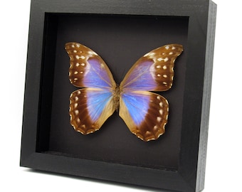 額入り巨大バイオレットモルフォ蝶の剥製 - Morpho helenor violaceus