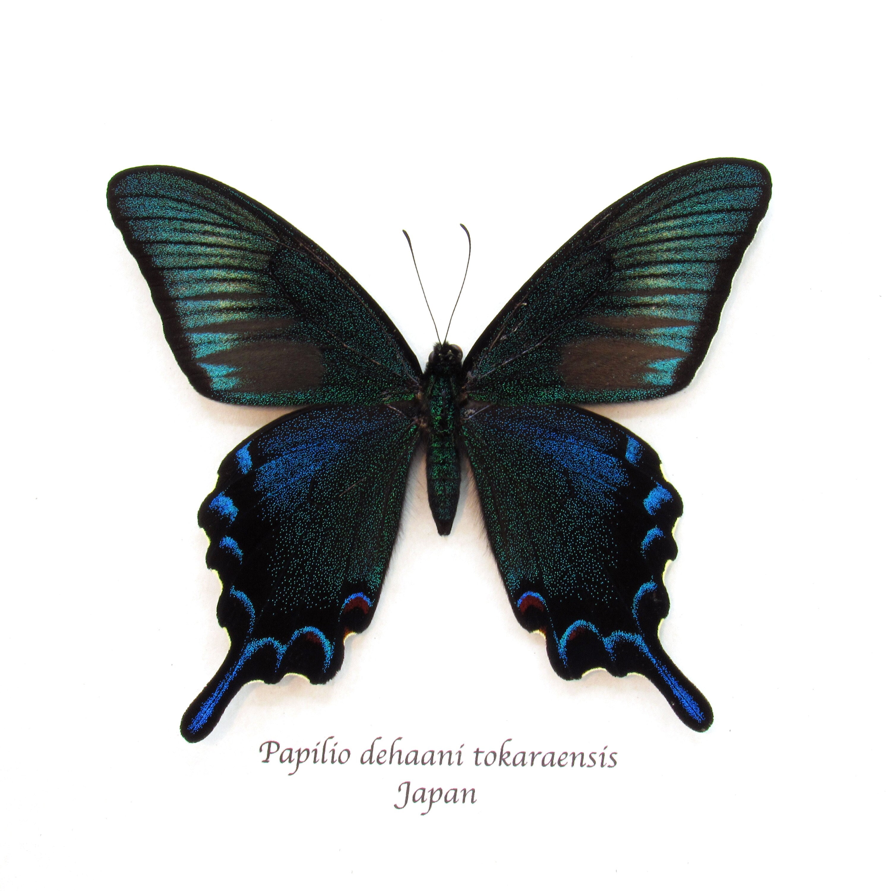 Rare Black Peacock Butterfly Framed Taxidermy - Papilio Dehaani