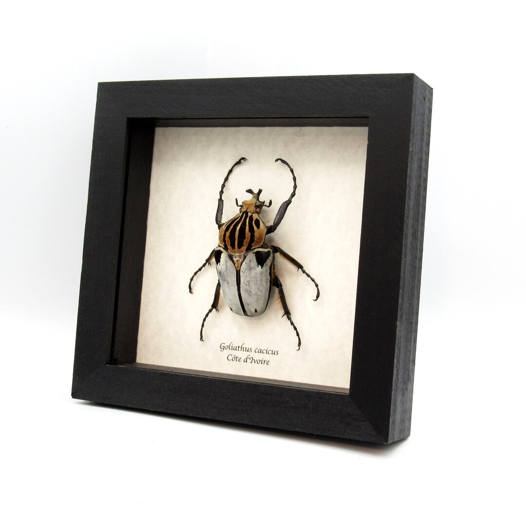 Rare Chief Goliath Beetle Framed Taxidermy Goliathus Cacicus Etsy Rare Chief Goliath Beetle Framed Taxidermy Goliathus Cacicus Etsy