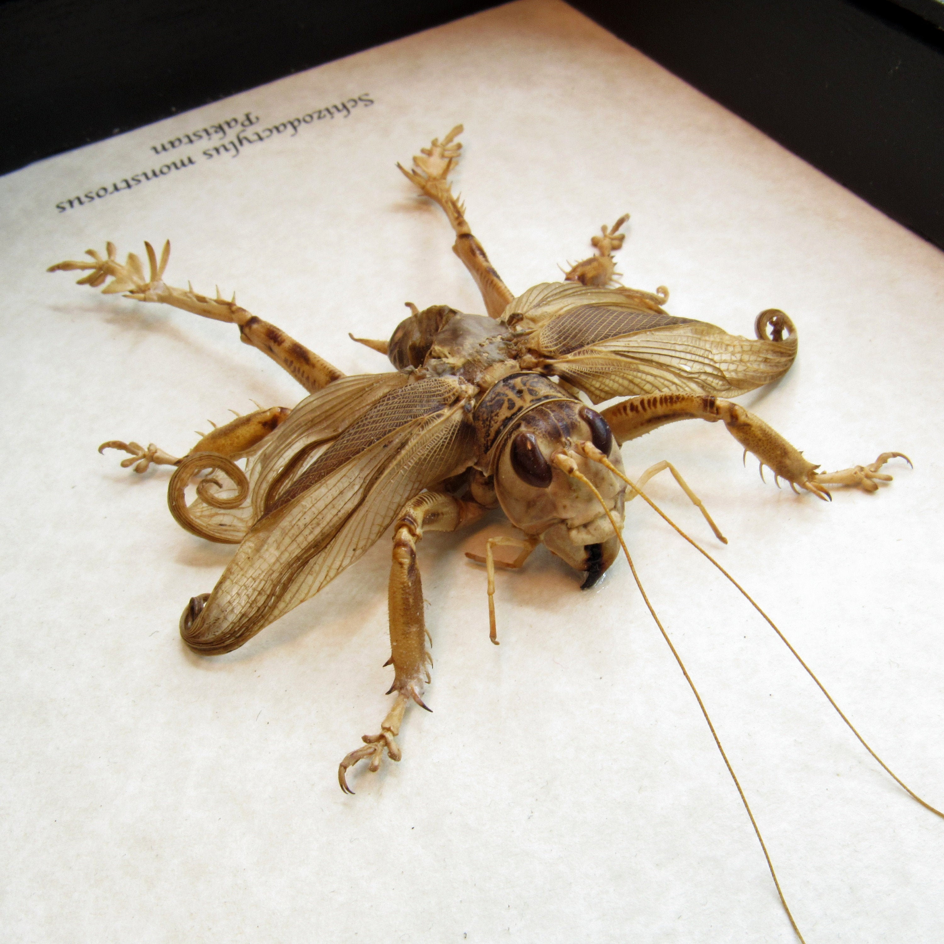 Rare Pakistani Desert Cricket framed - Schizodactylus monstrosus