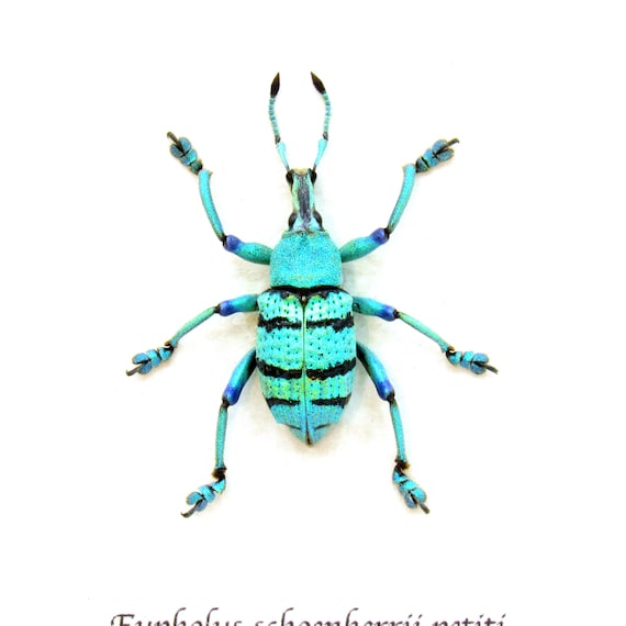 Real glitter Weevil framed taxidermy - Eupholus schoenherrii petiti