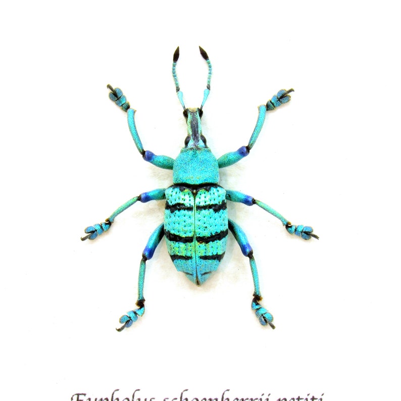 Pu&ograve; includere: Un coleottero blu e verde vibrante con strisce nere, noto come Eupholus schoenherrii petitii, &egrave; mostrato su uno sfondo bianco.