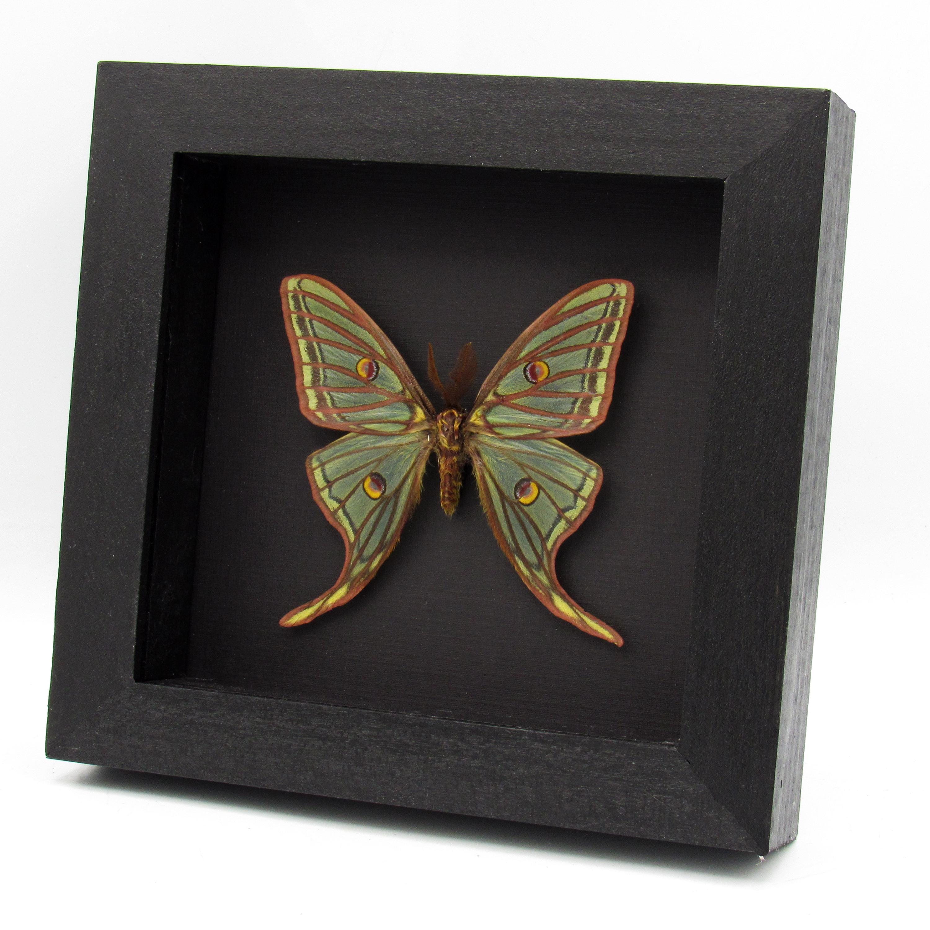 Graellsia isabellae 92mm 2頭限り 1664692282_967916.jpg