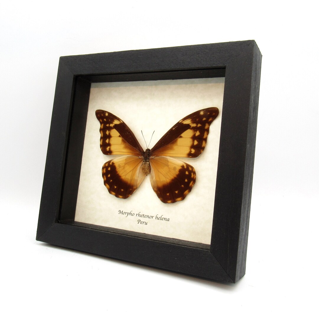 Rare Yellow Morpho Butterfly Framed Taxidermy - Morpho Rhetenor