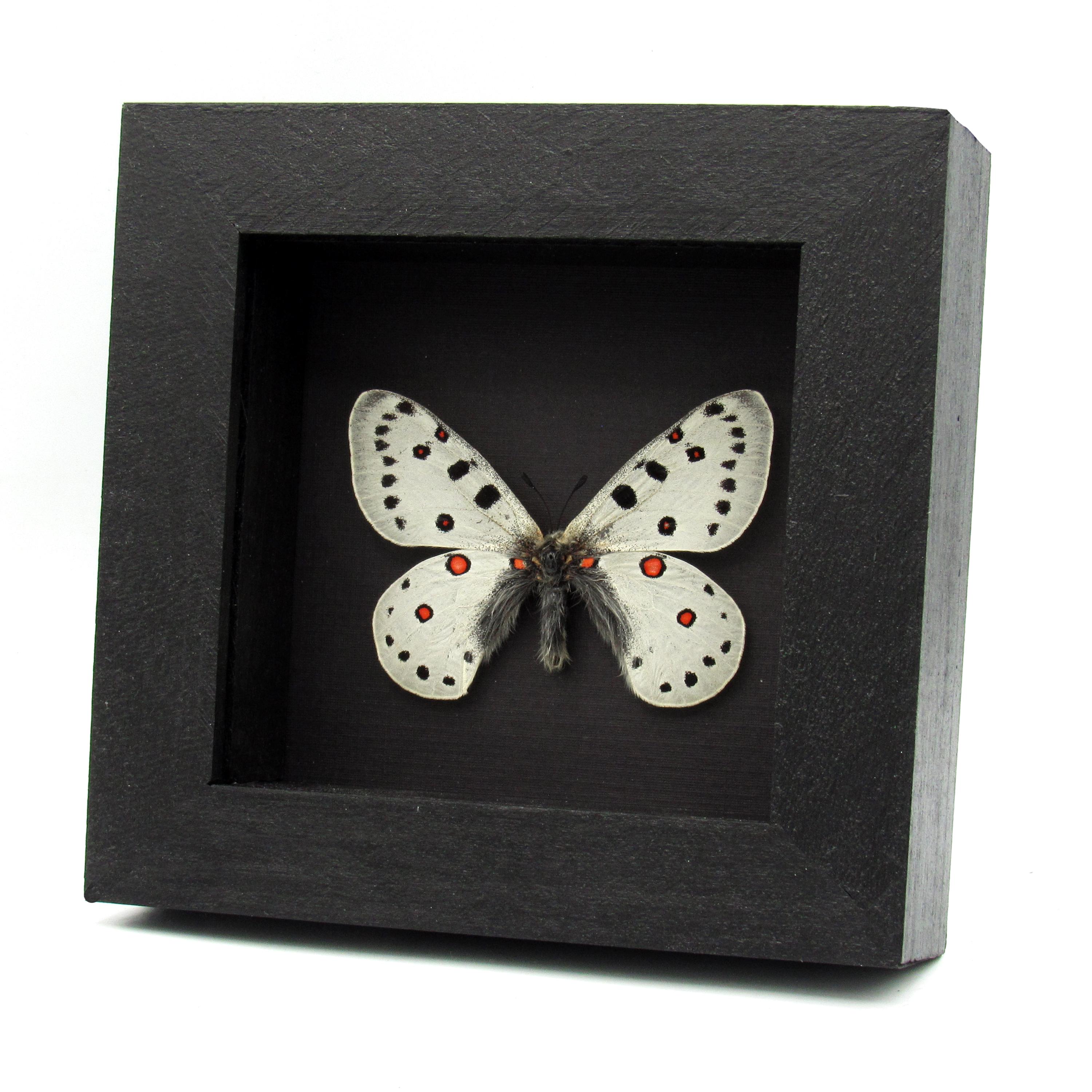 Parnassius apollo - Etsy 日本