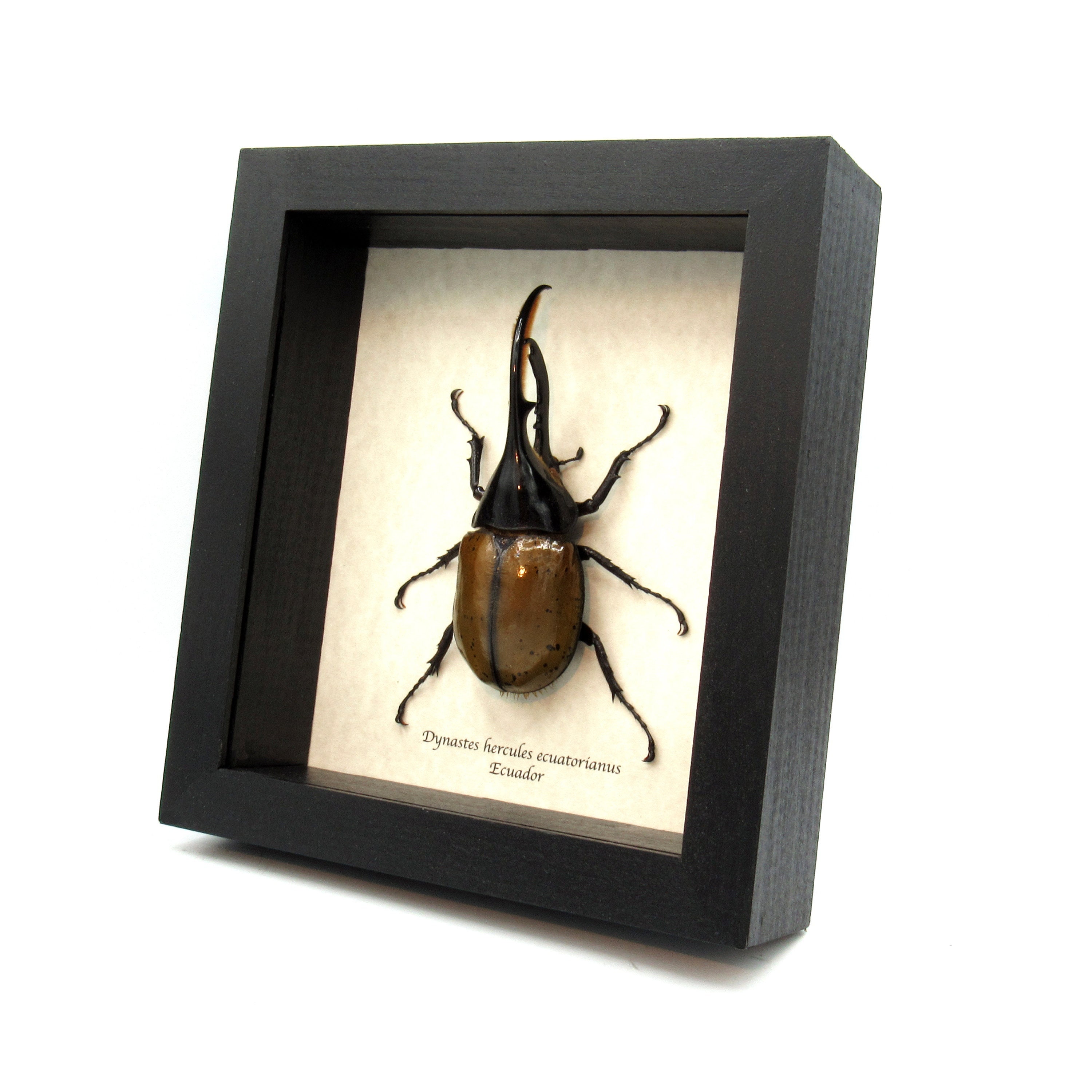 ヘルクレスオオカブト 標本 (Dynastes hercules) Amazon.co.jp: 虫の標本 ヘラクレスオオカブト Dynastes