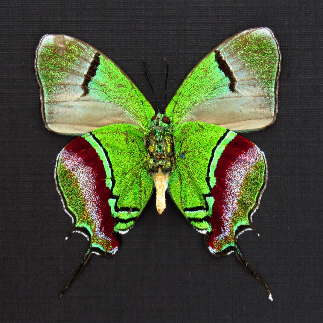 Real Metallic Green Butterfly Framed Taxidermy - Evenus Regalis - Large ...