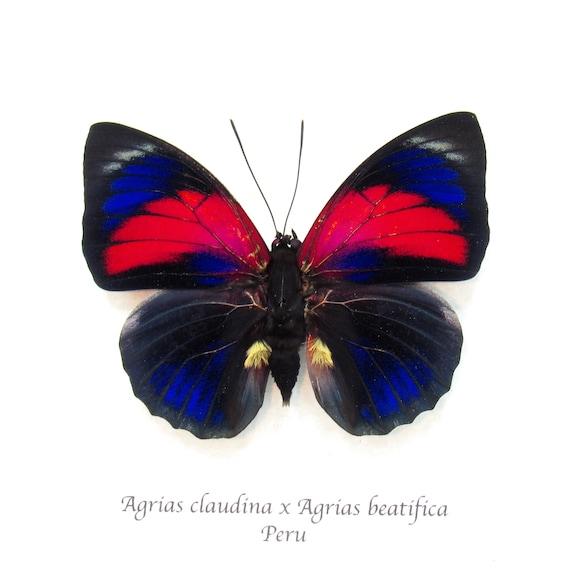 見事な本物のハイブリッド アグリアス蝶の額入り剥製 - Agrias