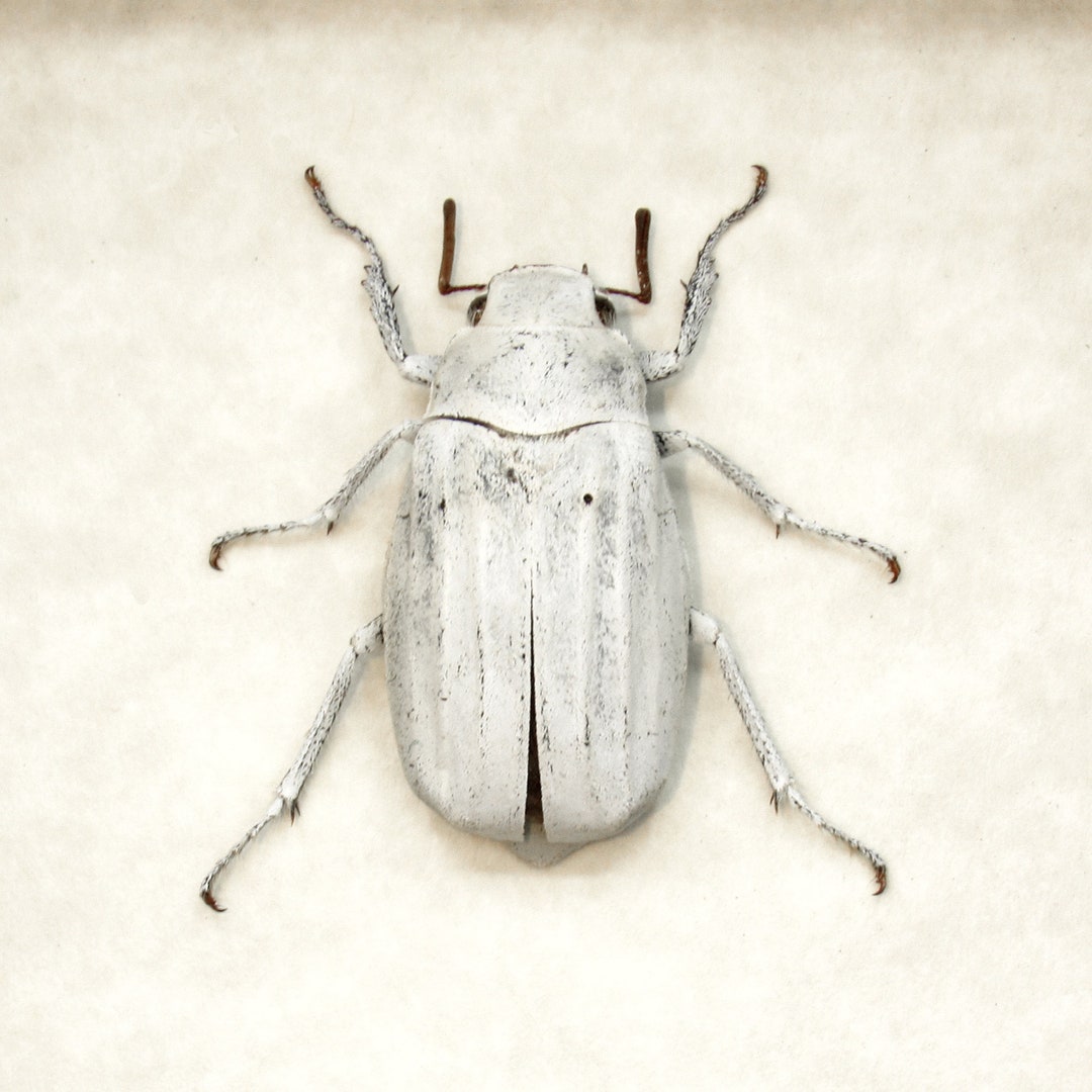 Real White Scarab Beetle Framed Taxidermy - Melolonthinae