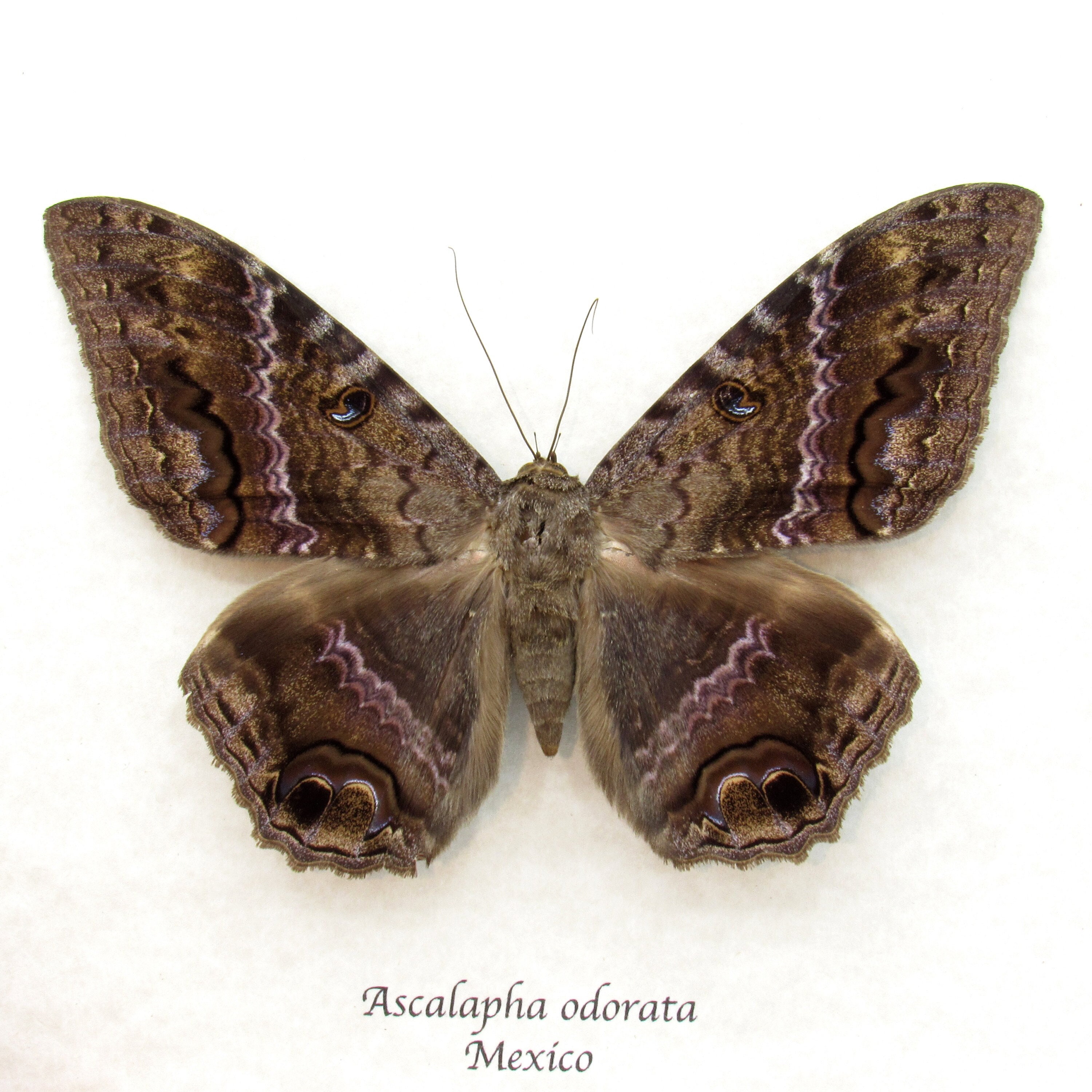 DIY DECORATION MURAL - Papillon-Comète de Madagascar Rose - Animaux Speciaux