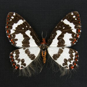 May include: A detailed, top-down view of a butterfly with open wings against a black background. The wings are primarily white with brown and black markings, and small red spots. The body is brown and orange, with long, fuzzy filaments.