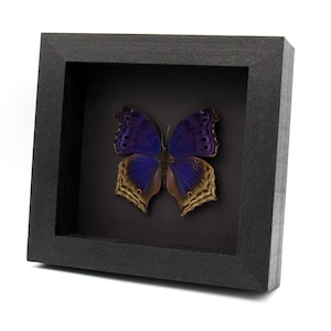 May include: A framed butterfly specimen. The butterfly has blue and brown wings with intricate patterns. The frame is a square, black shadow box, creating a striking contrast with the butterfly's colors. The background is black.