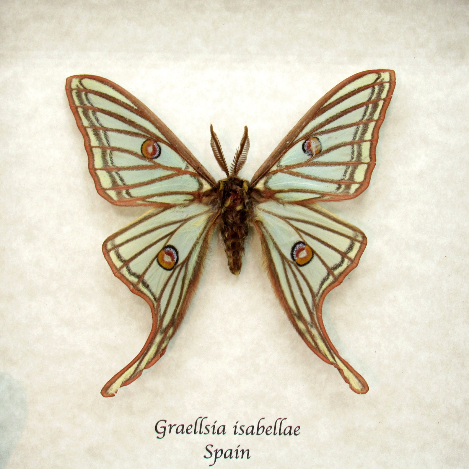 Rare Spanish Moon Moth Framed Taxidermy Graellsia Isabellae - Etsy
