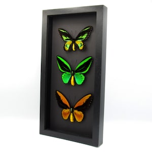 Real XL butterflies framed specimens - Ornithoptera Birdwing Trio