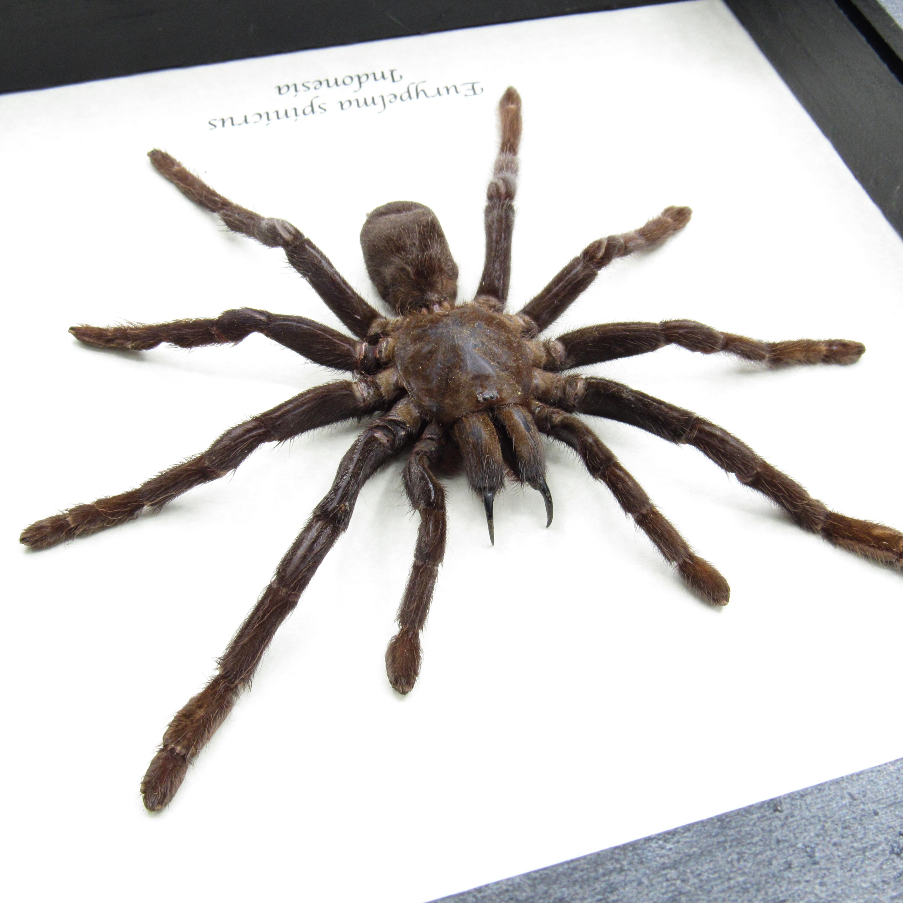 実物大の毛深い牙を持つタランチュラの剥製 - Eurypelma spinicrus 実物大の毛深い牙を持つタランチュラの剥製 - Eurypelma spinicrus