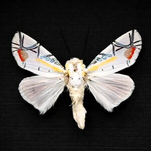 珍しいピンクのエレビッド蛾の額入り標本 - Naganoella triandra