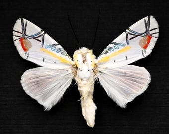 本物の大きな黄色いタイガーモスの剥製 - Aglaomorpha plagiata - Etsy