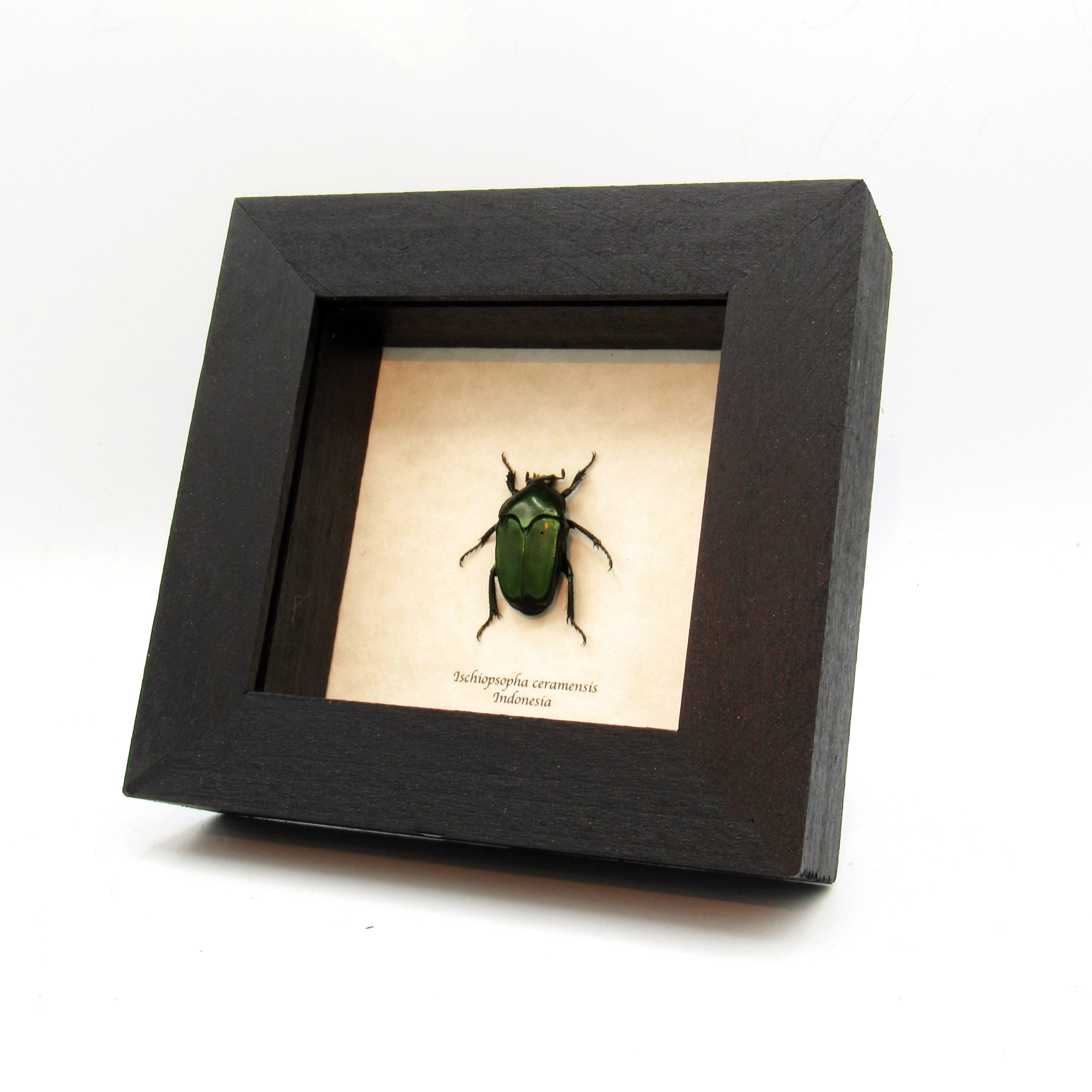 Real Metallic Green Beetle Framed Taxidermy - Ischiopsopha
