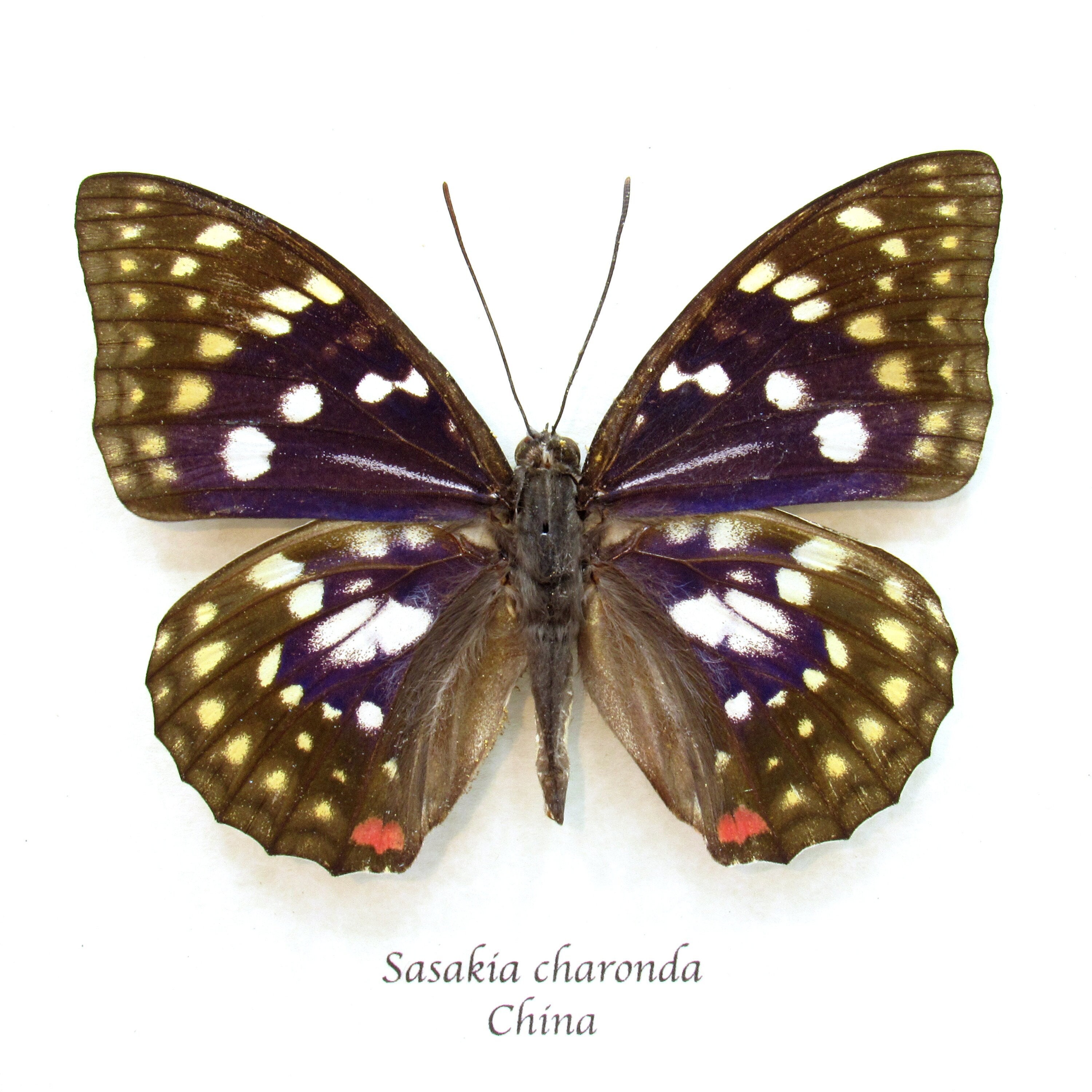 Cry ”Purple Emperor”pulau Lingga【KN】 Real Purple Emperor Butterfly Framed Taxidermy - Sasakia Charonda