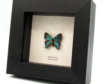 本物のオオムラサキチョウの額入り剥製 - Atlides halesus