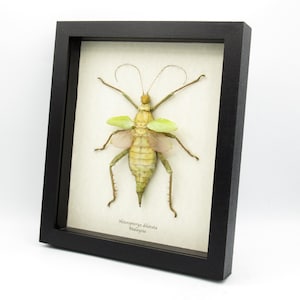 Real Giant Thorny Stick Bug framed taxidermy - Heteropteryx dilatata - female