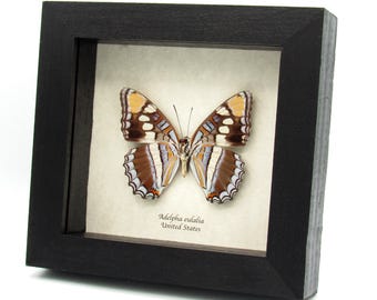 Adelpha Eulalia VERSO Blue Arizona Sister Butterfly Arizona USA - Etsy
